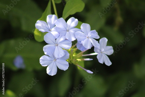White Flower