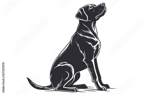 dog sitting on its hind.