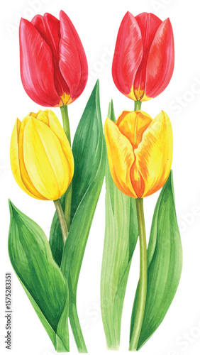 Elegant Tulip Vector Illustration. Watercolor Botanical Art for Design and Decor