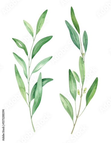 Vector Minimalist Olive Branches. Hand-Painted Watercolor Greenery Clipart