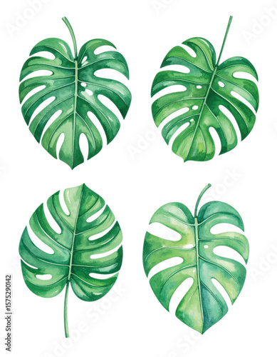 Watercolor Monstera Leaves Vector Collection. Tropical Botanical Illustration Isolated on White