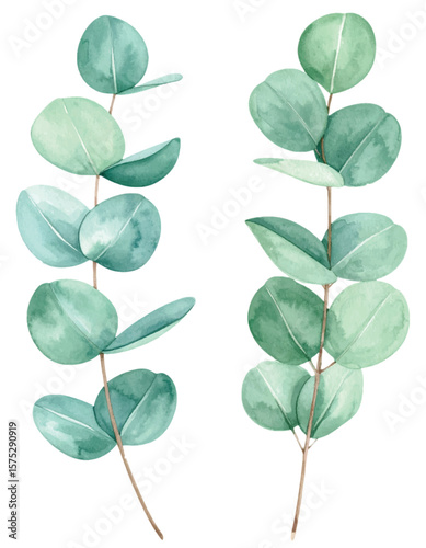 Vector Watercolor Eucalyptus Branches. Hand-Painted Botanical Clipart Isolated on White