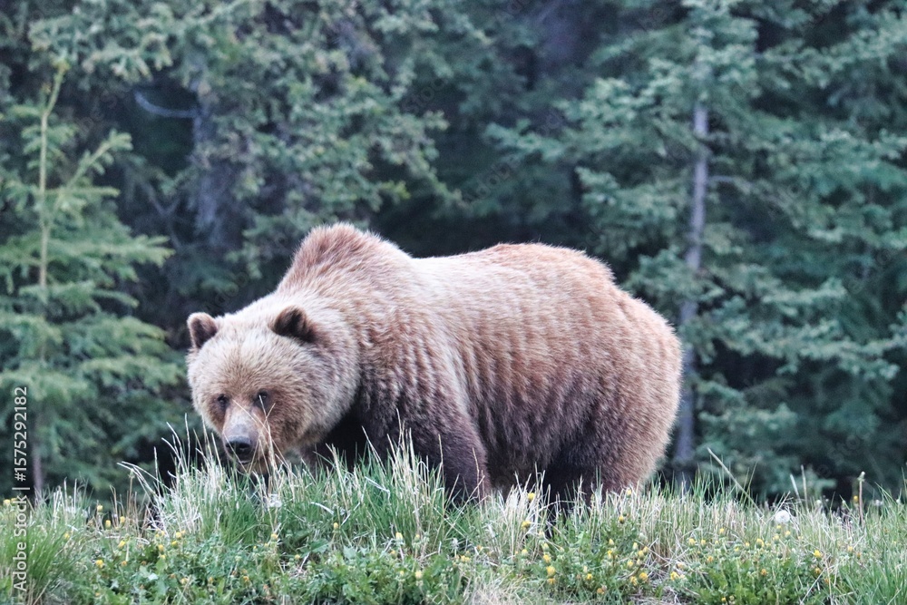 Fototapeta premium Yukon Territories, Canada