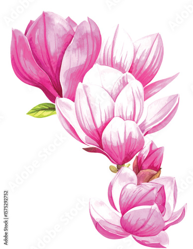 Pink Magnolia Blossom Watercolor Clipart. Elegant Floral Vector Illustration on White Background