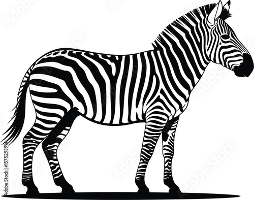 Striking zebra standing profile animal wildlife
