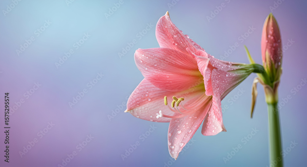 Fototapeta premium Pink Amaryllis Flower Dew Drops Spring Blossom Nature Bloom Garden Fresh