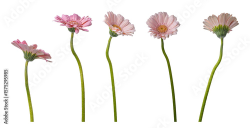 pink gerbera flowers isolated on white background