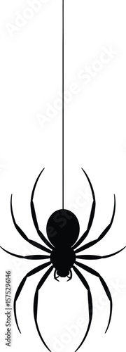 Black spider hanging on thread arachnid