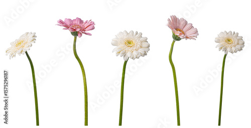 gerbera flowers, white and pink, on white background.