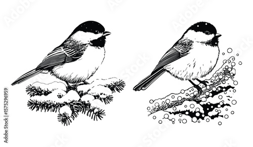 Chickadees perched on snowy branches are depicted in a detailed illustration, isolated on white background