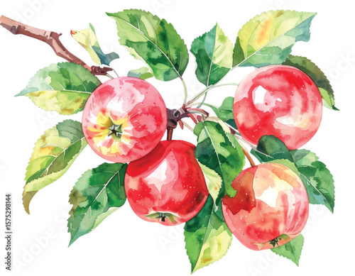 Vector Watercolor Illustration of Red Apples on a Branch with Green Leaves