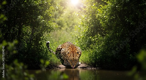 Spotted Jaguar Drinking Water at Forest Pond in Dramatic Sunlight
