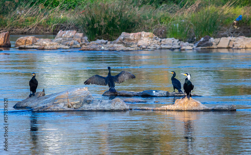 birds in the water