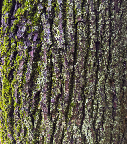 Close-up of tree bark with moss and lichen. Natural texture with rough surface and earthy tones. Perfect for organic and eco-themed backgrounds.