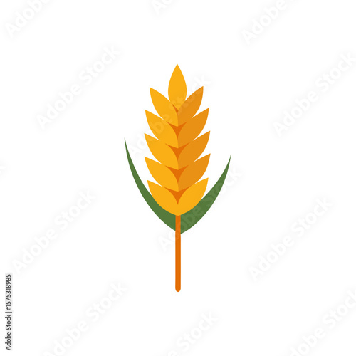  wheat-ear-on-white-background-- 