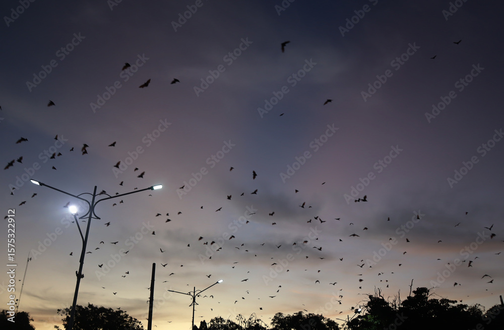 Obraz premium Bats fly in the evening leaving the trees in the middle of Soppeng city, South Sulawesi, Indonesia. Bats live in the trees in the middle of the city.