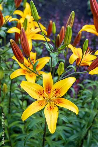 Beautiful yellow lily in a summer garden. Close-up photos of flowers in nature.