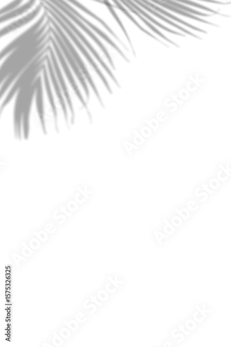 leaf tropical effect shadow transparent background 