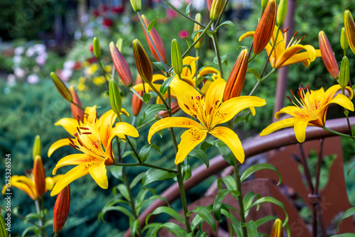 Beautiful yellow lily in a summer garden. Close-up photos of flowers in nature.