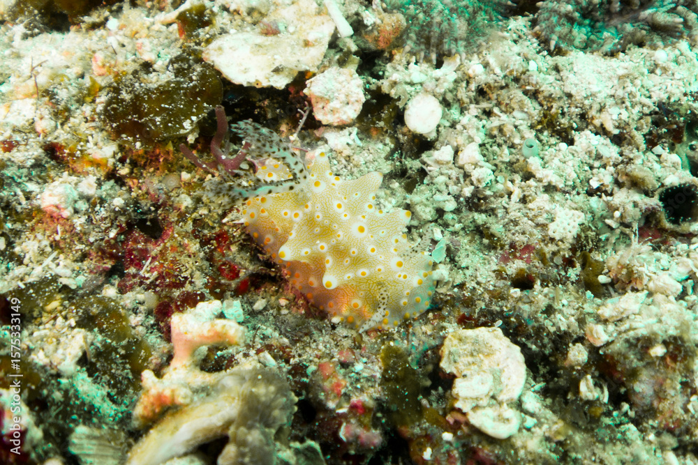 coral in Ticao Island Philippines coral in Ticao Island Philippines