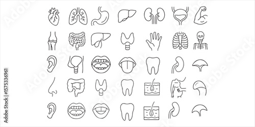 Medical organs line icon set. Vector pictograms of anatomy, body parts, kidney, bladder, pancreas, intestine, thyroid, pelvis, skeleton, joint, hand, nose, mouth, tongue, with while background 