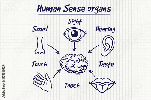 Synopsis of human sense organs on notebook page background. Vector illustration