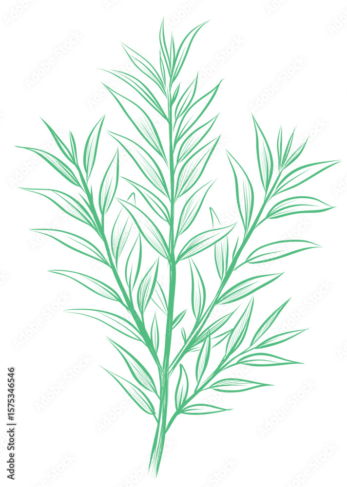 Obraz premium Green leafy herbal branch vector illustration