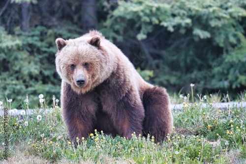 Wallpaper Mural Yukon Territories, Canada Torontodigital.ca