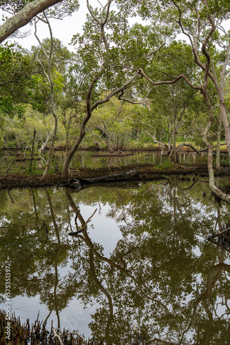 Mangrove trees reflected in wetland ponds on the Coochiemudlo Island golf course. Queensland, Australia 