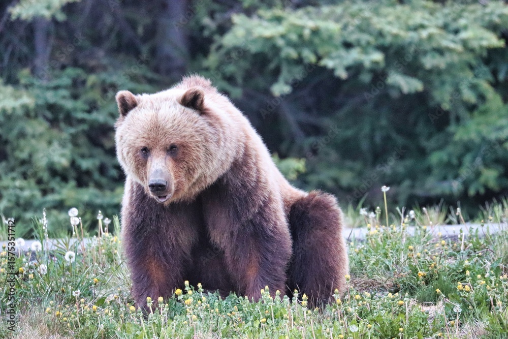 Obraz premium Yukon Territories, Canada