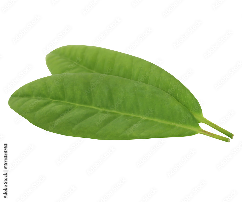 Obraz premium green leaf on white background