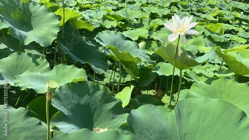 Summer Lotus Blossoms and Leaves Proliferate Across the Sky, a Serene Aquatic Symphony