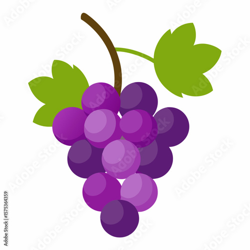 bunch of grapes vector illustration