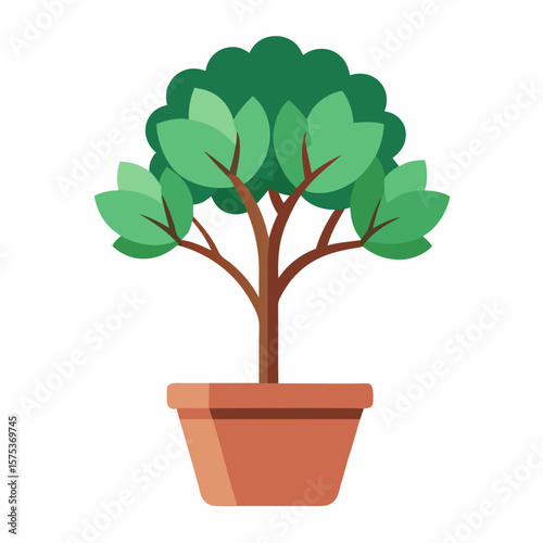bonsai tree isolated on white