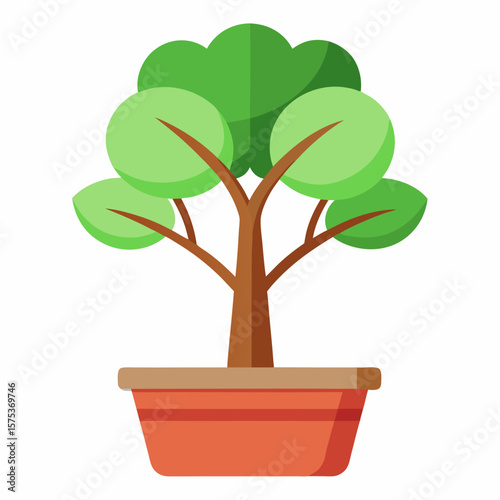 bonsai tree isolated on white
