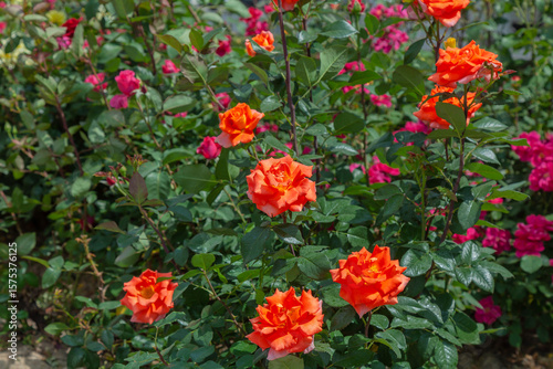 Delicate peach roses in a full bloom in the garden
