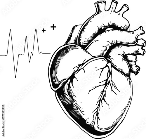 Human Heart with ECG Line Vector Illustration Featuring Anatomically Detailed Black and White Heart Connected to Electrocardiogram Peaks and Plus Signs for Medical, Scientific, and Cardiovascular-Them