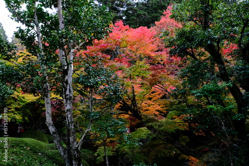 京都、紅葉、佛寺、寺院、文化財、木造建築、古代建築、日本文化、歷史名勝、古都京都の文化財、木、綠色、青空、秋、絶景、写真素材	
