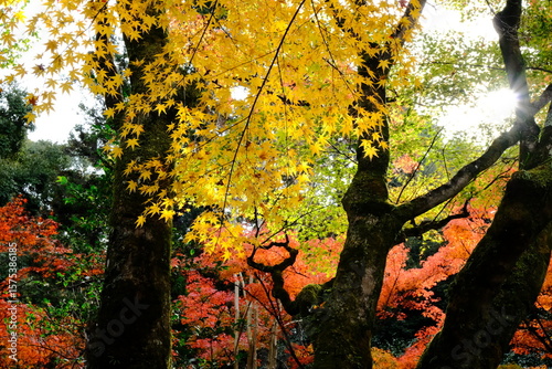 京都、紅葉、佛寺、寺院、文化財、木造建築、古代建築、日本文化、歷史名勝、古都京都の文化財、木、綠色、青空、秋、絶景、写真素材	
