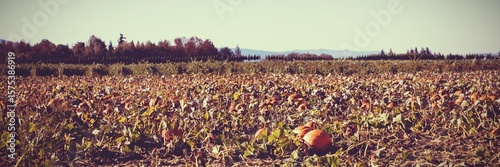 Orange pumpkins are resting on tilled soil in flat design, featuring vines, dried leaves, tree line