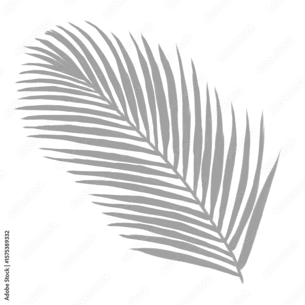 Fototapeta premium coconut leaf shadow