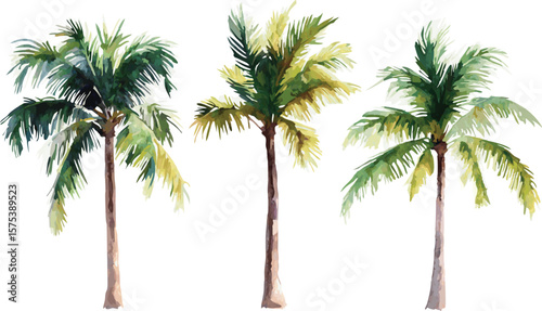Watercolor Illustration of Three Palm Trees Isolated on a White Background