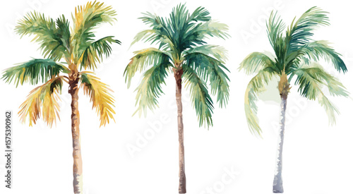 Watercolor Palm Trees Illustration on White Background for Summer and Tropical Designs
