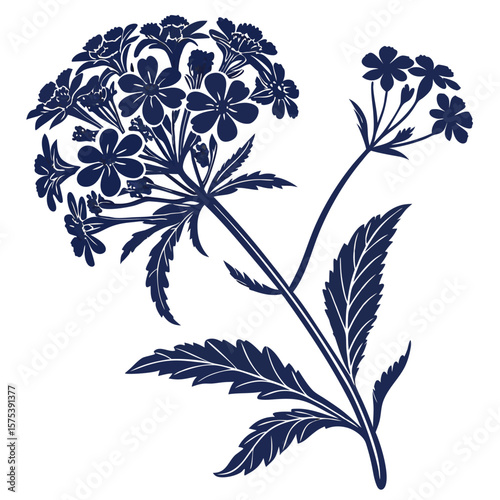 black and white verbena