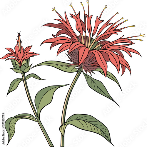 scarlet bee balm with leaves