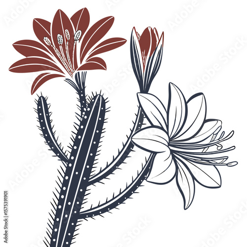 vector illustration of cactus bicolour