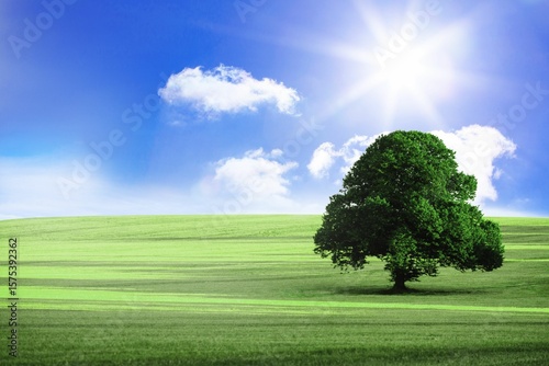 Broadleaf tree is standing on green meadow under bright sun with fluffy clouds, flat design