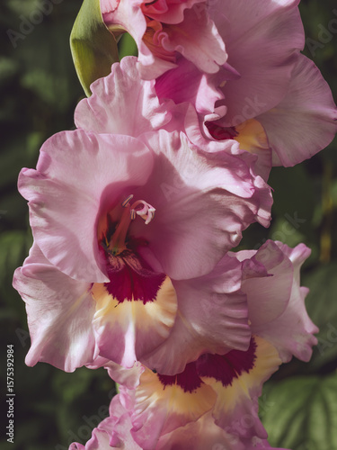 A close-up of a pink Gladioli flower coming into bloom
