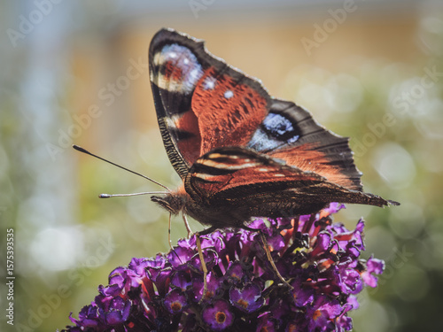 A Peacock butterfly feeding on a Buddleia