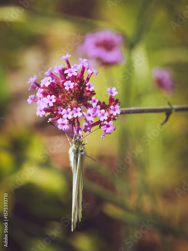 A green veined white butterfly feeding upside-down on a Buddleia